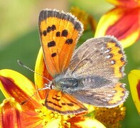 Lycaena phlaeas (Ildgullvinge)