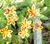 Lycaena phlaeas (Ildgullvinge)