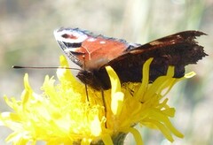 Aglais io (Peacock Butterfly)