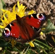 Aglais io (Peacock Butterfly)