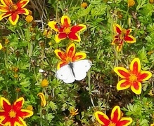 Pieris napi (Rapssommerfugl)