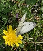 Pieris napi (Rapssommerfugl)