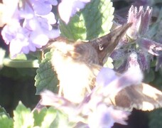 Autographa gamma (Silver Y)