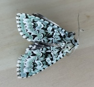 Griposia aprilina (Grønt eikefly)