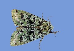 Griposia aprilina (Grønt eikefly)