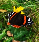 Vanessa atalanta (Red Admiral)