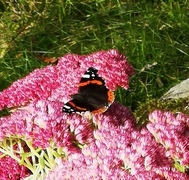 Vanessa atalanta (Red Admiral)