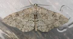 Alcis repandata (Mottled Beauty)