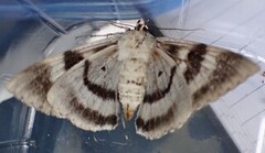 Catocala fraxini (Clifden Nonpareil)