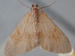 Grey Pine Carpet (obeliscata)