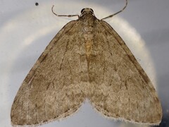 Autumnal Moth (autumnata)