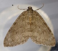 Epirrita autumnata (Autumnal Moth)