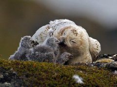 Snowy Owl (Bubo scandiacus)