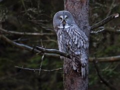 Great Grey Owl (Strix nebulosa)