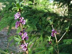 Daphne mezereum