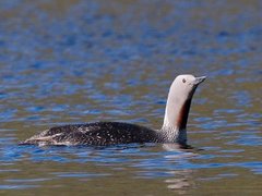 Red-throated Diver (Gavia stellata)