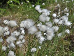 Eriophorum vaginatum