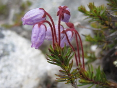 Blue Heath (Phyllodoce caerulea)