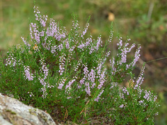 Heather (Calluna vulgaris)