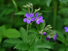 Geranium sylvaticum