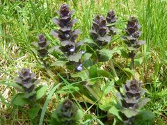 Ajuga pyramidalis