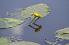 Yellow Water-lily (Nuphar lutea)