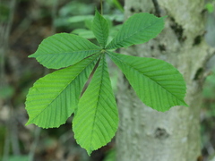 Hestekastanje (Aesculus hippocastanum)