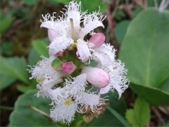 Menyanthes trifoliata