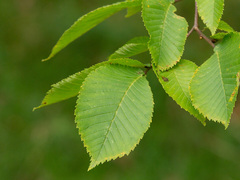 Wych Elm (Ulmus glabra)