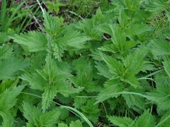 Common Nettle (Urtica dioica)