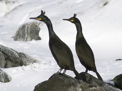 European Shag (Phalacrocorax aristotelis)