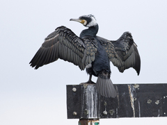 Great Cormorant (Phalacrocorax carbo)