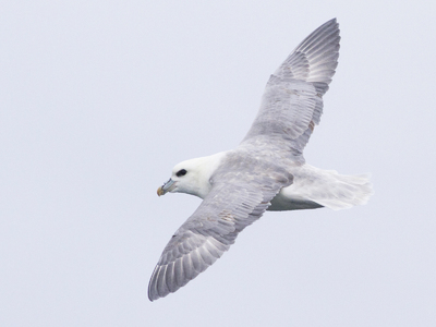 Havhest (Fulmarus glacialis)