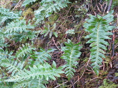 Polypodium vulgare