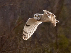 Short-eared Owl (Asio flammeus)