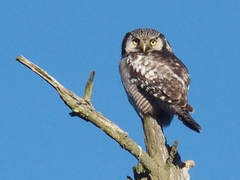 Northern Hawk Owl (Surnia ulula)