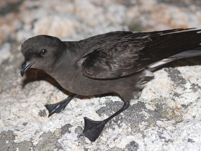 European Storm-petrel (Hydrobates pelagicus)