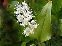 Maianthemum bifolium