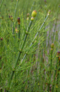 Equisetum fluviatile