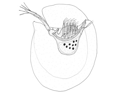 Holopedium gibberum