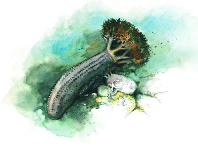 Sea cucumbers (Holothuroidea)
