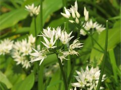 Ramsløk (Allium ursinum)