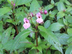 Kjempespringfrø (Impatiens glandulifera)