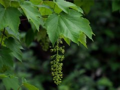 Sycamore (Acer pseudoplatanus)