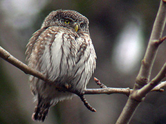 Eurasian Pygmy Owl (Glaucidium passerinum)