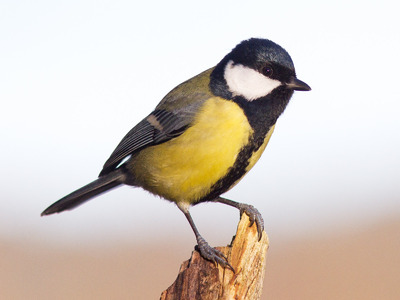 The bald & grumpy Great Tit, The great tit (Parus major) is…