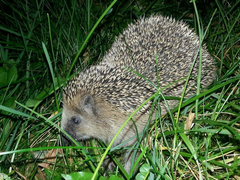 Hedgehog (Erinaceus europaeus)