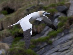 Northern Gannet (Morus bassanus)