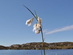 Eriophorum angustifolium