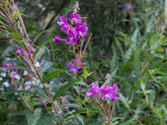 Rosebay Willowherb (Epilobium angustifolium)